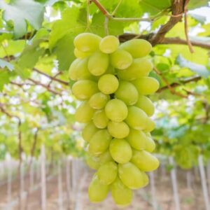 Grapes ( Green )