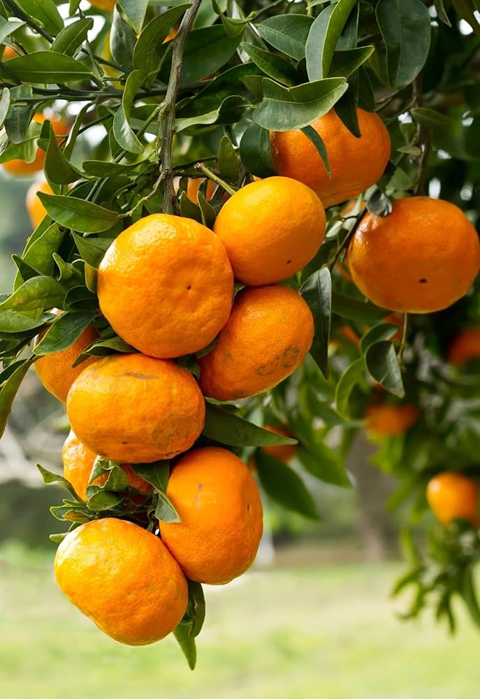 Orange - Image 3